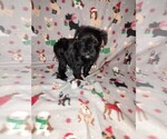 Small Photo #27 YorkiePoo Puppy For Sale in LAPEER, MI, USA