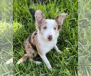 Border Collie Puppy for sale in ALLEN, TX, USA
