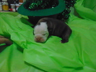 Small Photo #8 English Bulldog Puppy For Sale in CITY VIEW HEIGHTS, OH, USA