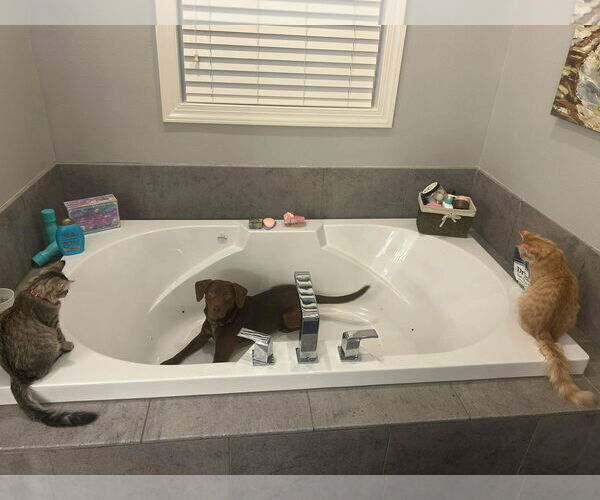 Medium Photo #4 German Shorthaired Lab Puppy For Sale in Wakefield, RI, USA