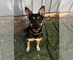 Small German Shepherd Dog Mix