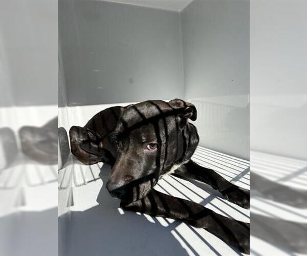 Medium Photo #1 Labrador Retriever Puppy For Sale in Houston, TX, USA