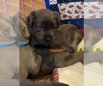 Small Photo #5 Labrador Retriever Puppy For Sale in MULINO, OR, USA