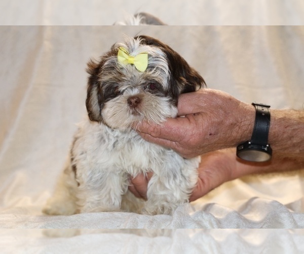 Medium Photo #7 Shih Tzu Puppy For Sale in DYERSBURG, TN, USA