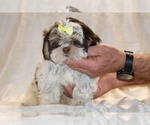 Small #6 Shih Tzu