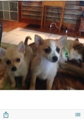 Chiranian Puppy for sale in GERMANTOWN, KY, USA