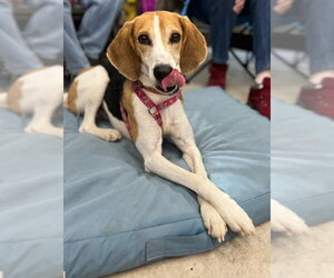 Taylor *Adopt* - Male Mutt Dog for Adoption - Photo #7