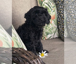Puppy Daisy Golden Cavadoodle