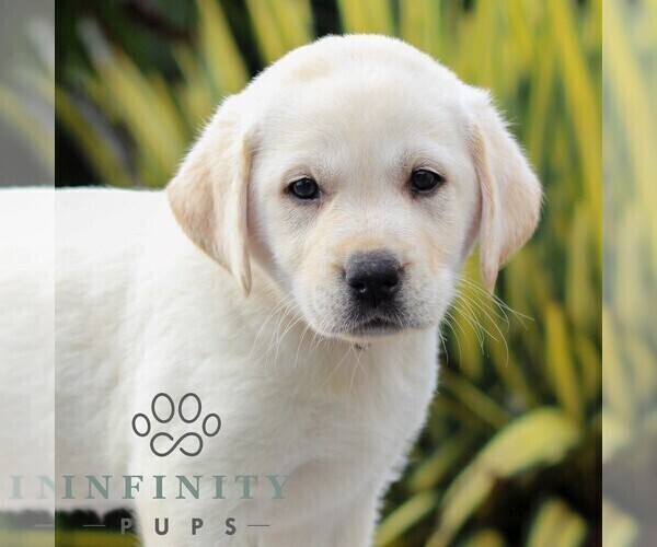 Medium Photo #1 Labrador Retriever Puppy For Sale in GORDONVILLE, PA, USA