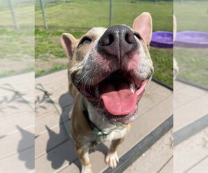 Radar - Male Mutt Dog for Adoption - Photo #12