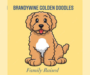 Goldendoodle Puppy for Sale in COATESVILLE, Pennsylvania USA