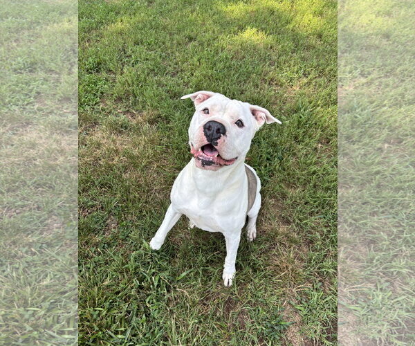 Medium Photo #5 American Bulldog Puppy For Sale in Pacolet, SC, USA