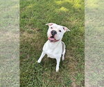 Small #4 American Bulldog