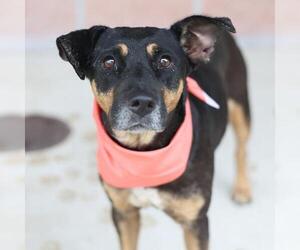 Mutt Dogs for adoption in San Antonio, TX, USA