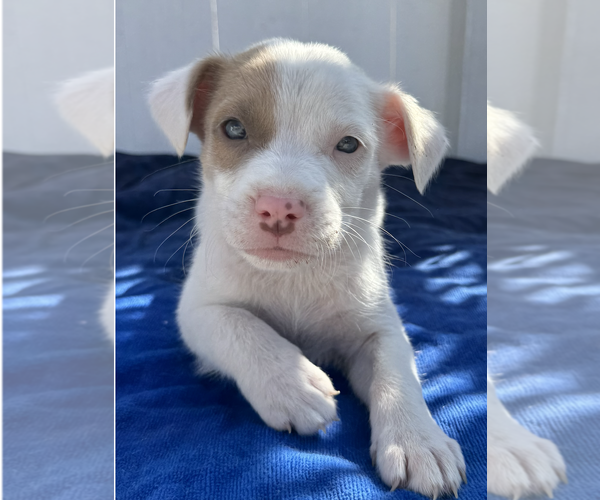 Medium Photo #3 American Pit Bull Terrier-Australian Shepherd Mix Puppy For Sale in Newport Beach, CA, USA