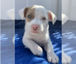 Small #2 American Pit Bull Terrier-Australian Shepherd Mix