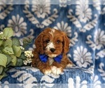 Small Photo #5 Cavapoo Puppy For Sale in OXFORD, PA, USA