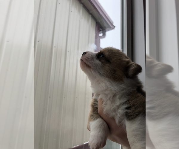 Medium Photo #1 Pembroke Welsh Corgi Puppy For Sale in ARTHUR, IL, USA