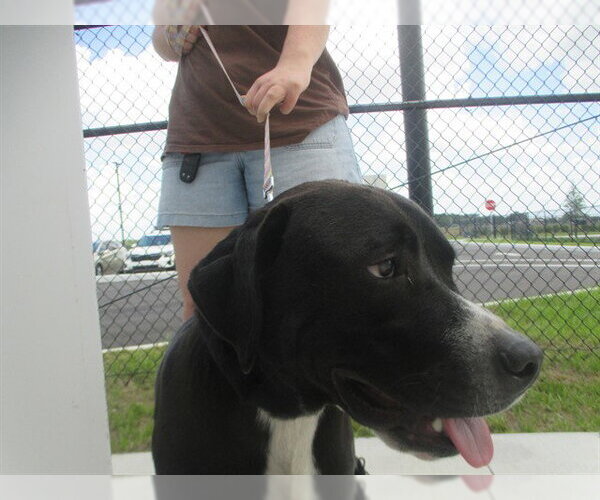 Medium Photo #1 Labrador Retriever Puppy For Sale in Ocala, FL, USA