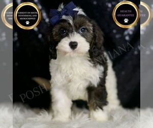 Cavapoo Puppy for sale in WARSAW, IN, USA