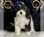 Small Cavapoo
