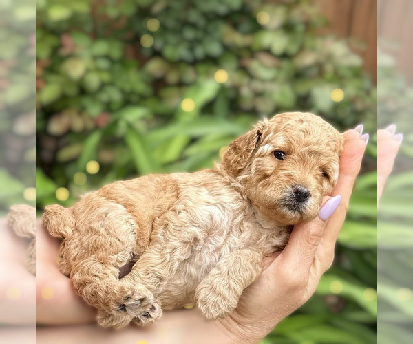 Medium Photo #5 Poodle (Miniature) Puppy For Sale in NORTH RICHLAND HILLS, TX, USA