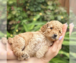 Small Photo #5 Poodle (Miniature) Puppy For Sale in NORTH RICHLAND HILLS, TX, USA
