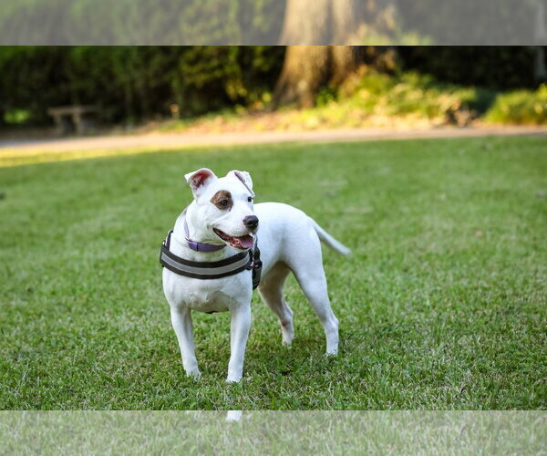 Medium Photo #6 Mutt Puppy For Sale in  Gainesville, FL, USA