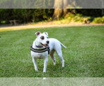 Small #5 Mutt