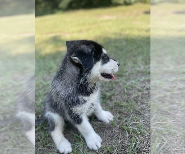 Medium Photo #19 Siberian Husky Puppy For Sale in HILLISTER, TX, USA