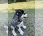 Small #18 Siberian Husky