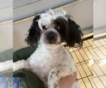 Small Poodle (Miniature) Mix