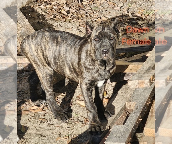Medium Photo #2 Cane Corso Puppy For Sale in PITTSVIEW, AL, USA