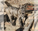 Small #1 Cane Corso