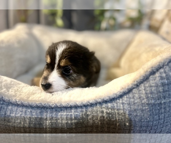 Medium Photo #24 Australian Shepherd Puppy For Sale in LUMBERTON, TX, USA