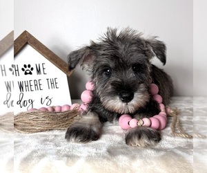 Schnauzer (Miniature) Puppy for sale in INDIANAPOLIS, IN, USA