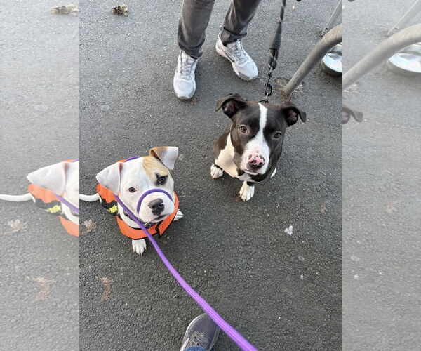 Medium Photo #6 American Pit Bull Terrier Puppy For Sale in Berkeley, CA, USA