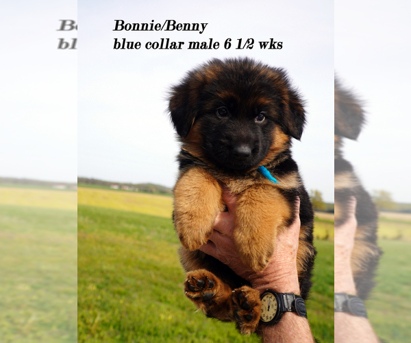 Medium Photo #29 German Shepherd Dog Puppy For Sale in CHRISNEY, IN, USA