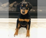 Small Photo #5 Rottweiler Puppy For Sale in CONROE, TX, USA