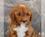 Small Photo #1 Poodle (Miniature) Puppy For Sale in MILL HALL, PA, USA