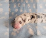 Small Photo #10 Australian Shepherd Puppy For Sale in PHOENIX, AZ, USA