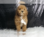 Small #1 Maltipoo