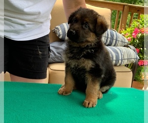 German Shepherd Dog Puppy for sale in WINCHESTER, KY, USA