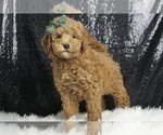 Puppy Dodge Multigen Goldendoodle (Miniature)