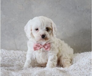 Cavapoo Puppy for sale in FREDERICKSBG, OH, USA