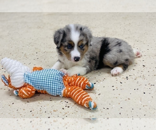 Medium Photo #9 Miniature Australian Shepherd Puppy For Sale in ANTHONY, FL, USA