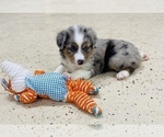 Small Photo #9 Miniature Australian Shepherd Puppy For Sale in ANTHONY, FL, USA