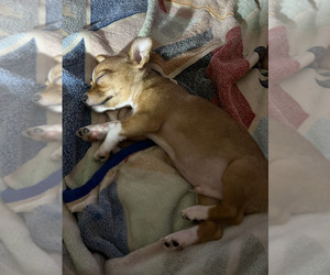 ShiChi Dog for Adoption in FITZGERALD, Georgia USA