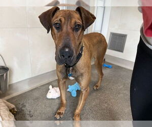 Great Dane-Unknown Mix Dogs for adoption in Berkeley , CA, USA