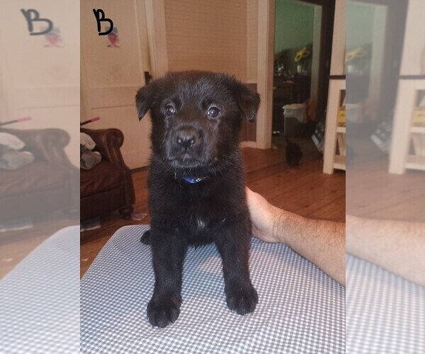 Medium Photo #9 German Shepherd Dog Puppy For Sale in SCREVEN, GA, USA